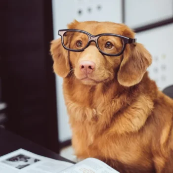 Best Extra Small Dog Sunglasses: The Ultimate Buying Guide for 2025