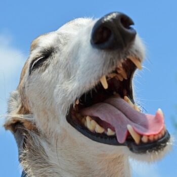 Dogs Oral Health – How to Keep Your Dog’s Teeth Clean and Healthy