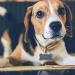 Preventing and Treating Heartworm Disease in Dogs